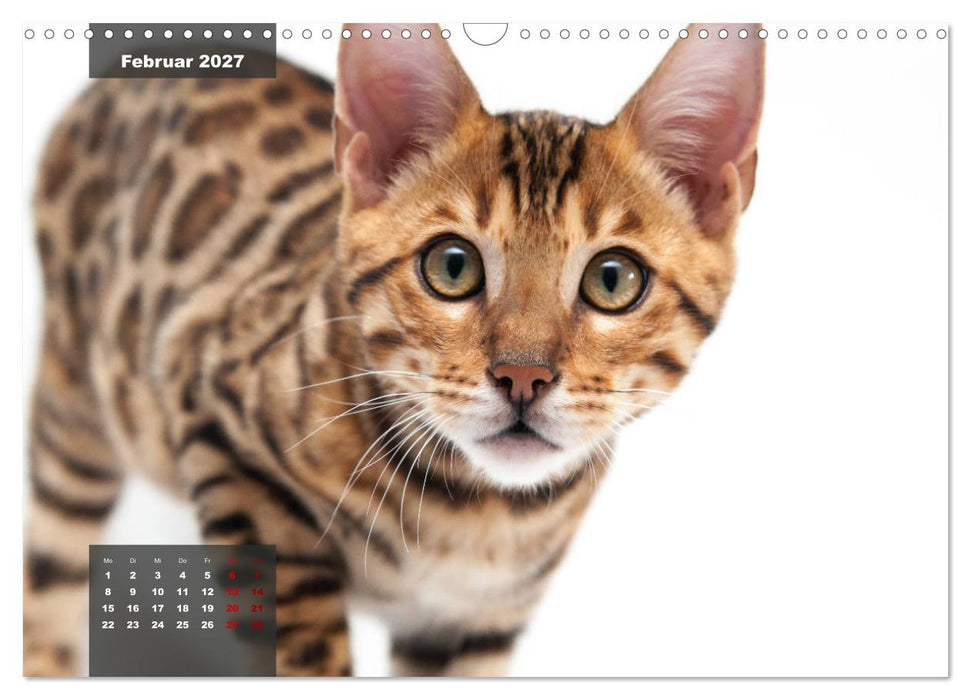 Bengal Kätzchen (CALVENDO Wandkalender 2027)