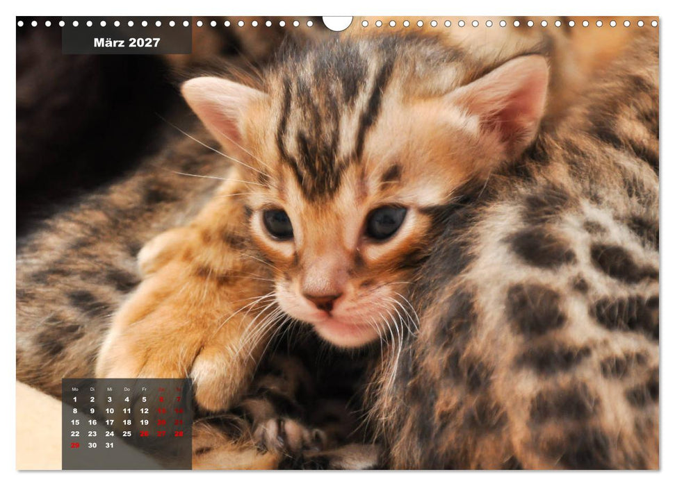 Bengal Kätzchen (CALVENDO Wandkalender 2027)
