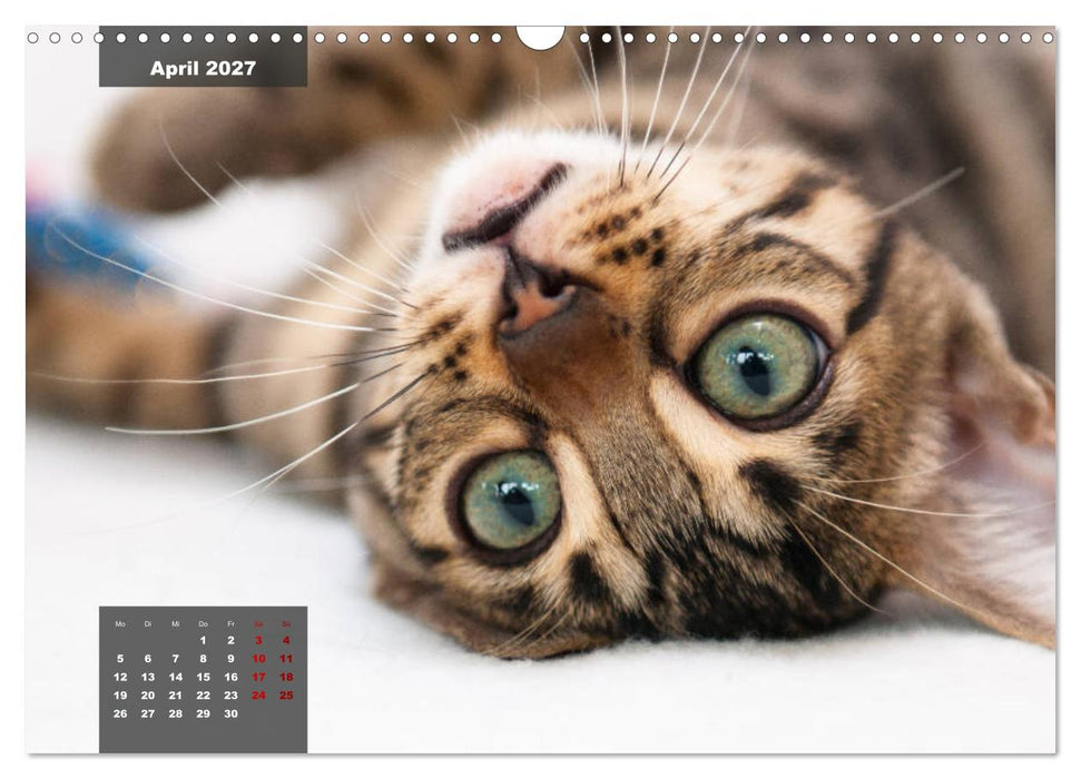 Bengal Kätzchen (CALVENDO Wandkalender 2027)