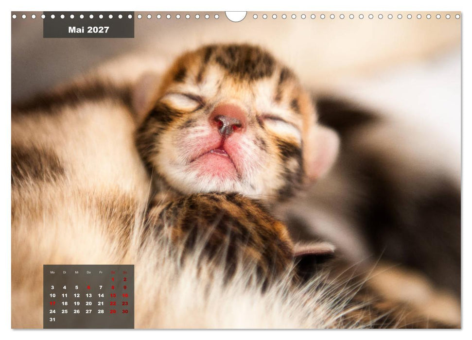 Bengal Kätzchen (CALVENDO Wandkalender 2027)