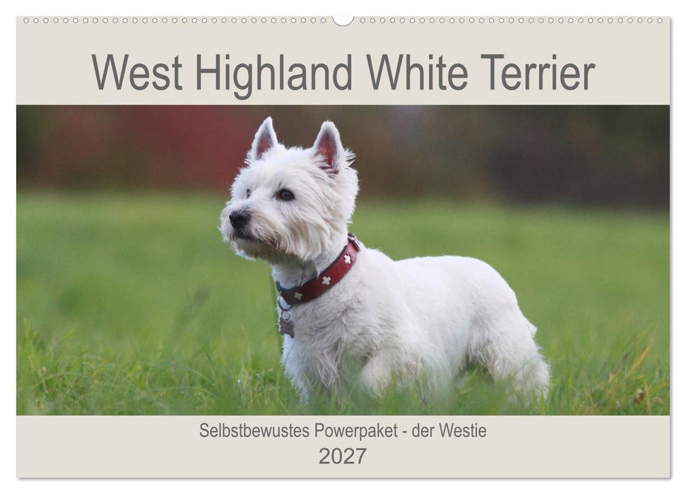 West Highland White Terrier - Selbstbewustes Powerpaket - der Westie (CALVENDO Wandkalender 2027)