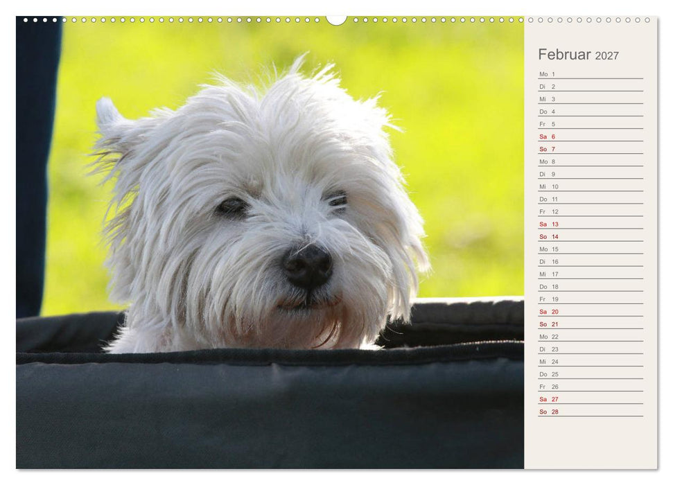 West Highland White Terrier - Selbstbewustes Powerpaket - der Westie (CALVENDO Wandkalender 2027)