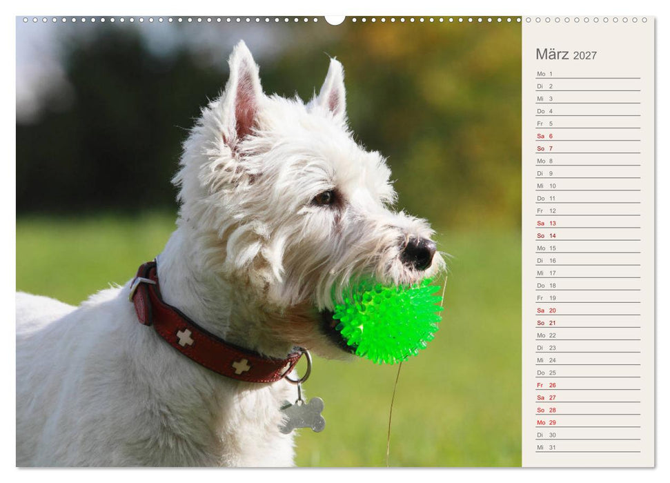 West Highland White Terrier - Selbstbewustes Powerpaket - der Westie (CALVENDO Wandkalender 2027)