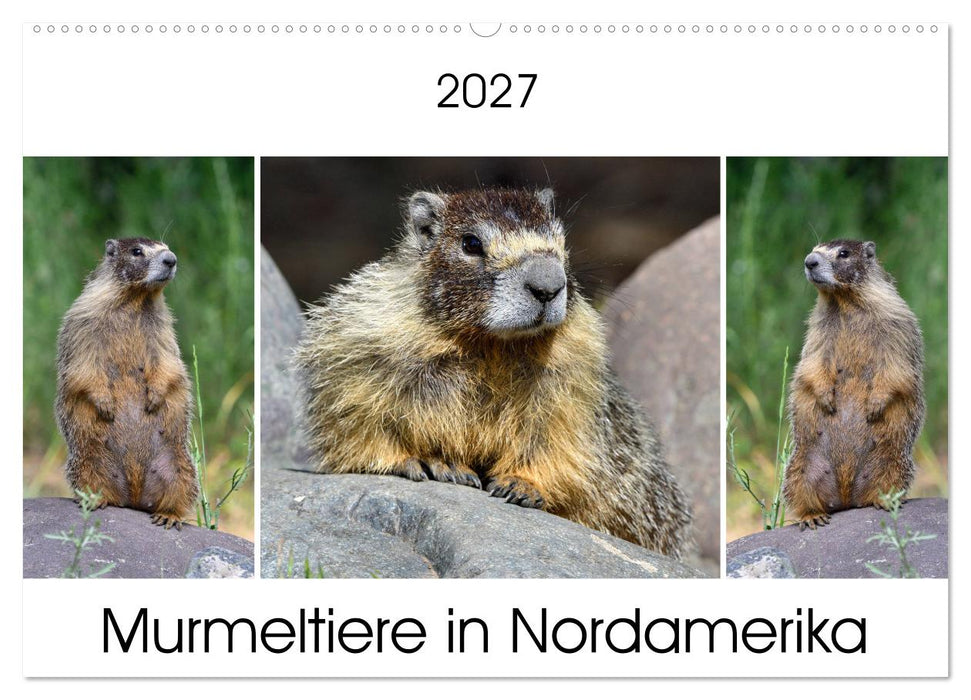 Murmeltiere in Nordamerika (CALVENDO Wandkalender 2027)
