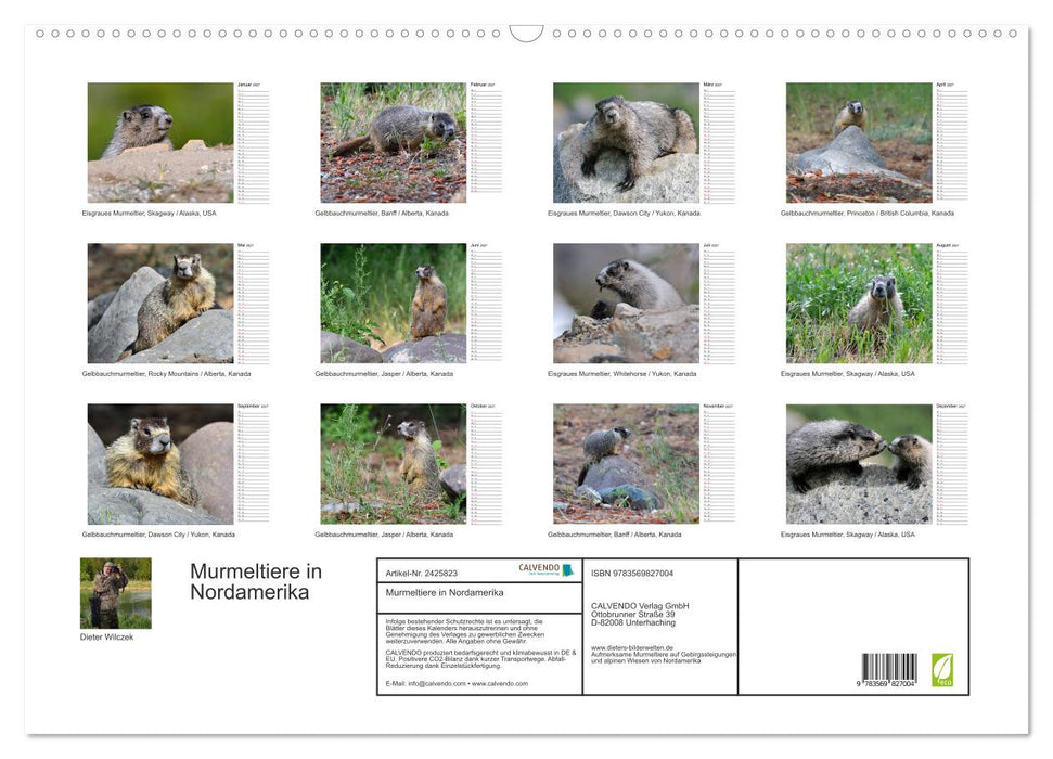 Murmeltiere in Nordamerika (CALVENDO Wandkalender 2027)
