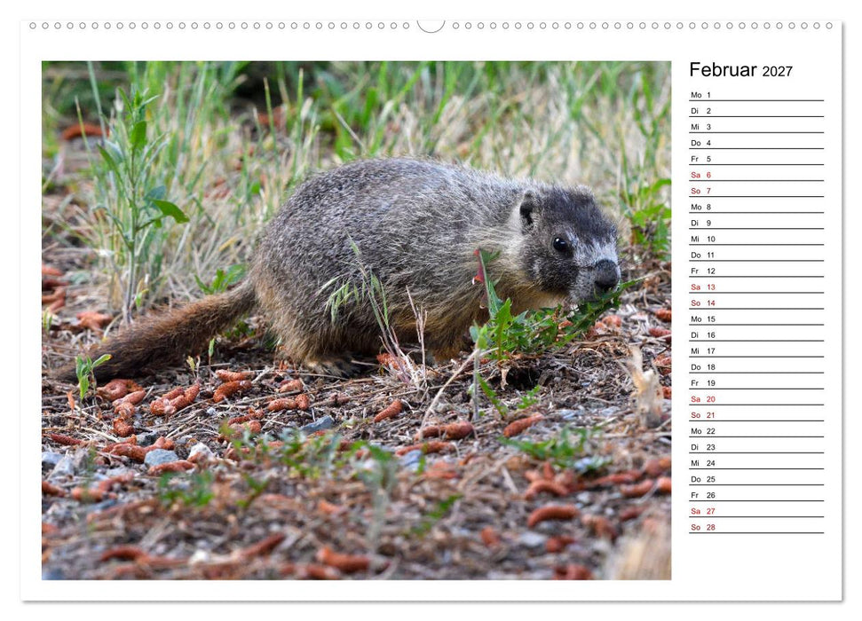 Murmeltiere in Nordamerika (CALVENDO Wandkalender 2027)