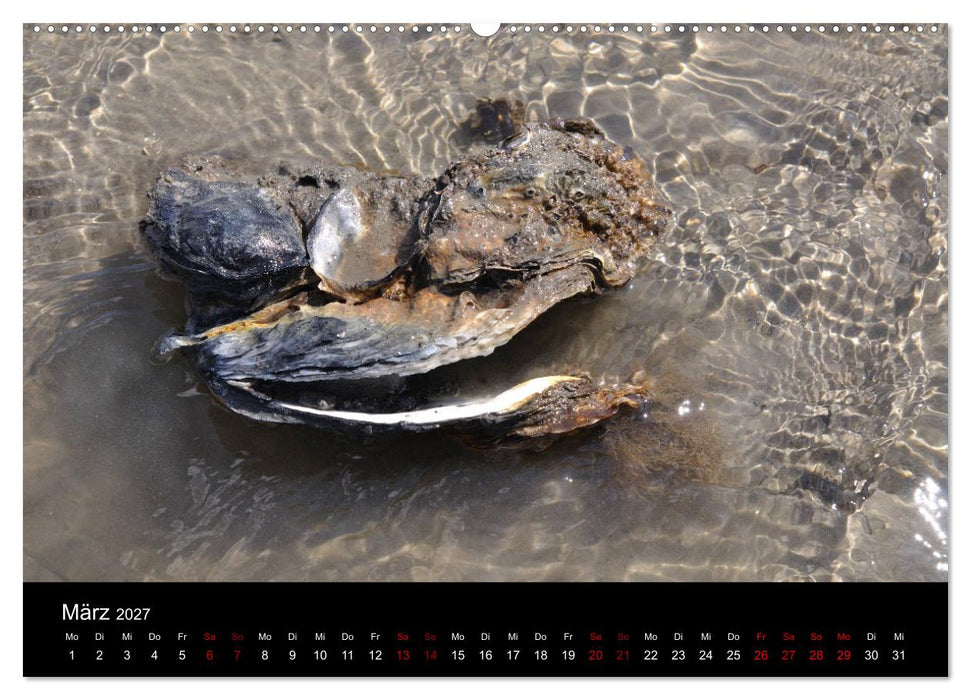 Marina Guide's Segelimpressionen 2027 (CALVENDO Wandkalender 2027)