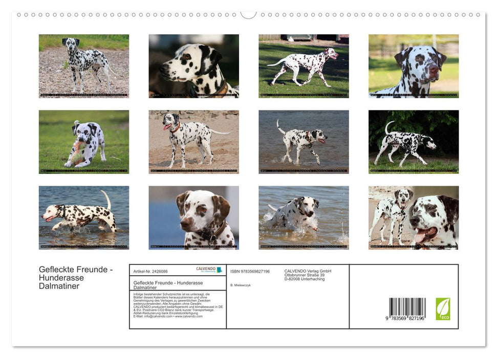 Gefleckte Freunde - Hunderasse Dalmatiner (CALVENDO Premium Wandkalender 2027)