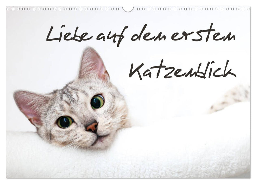 Liebe auf den ersten Katzenblick (CALVENDO Wandkalender 2027)