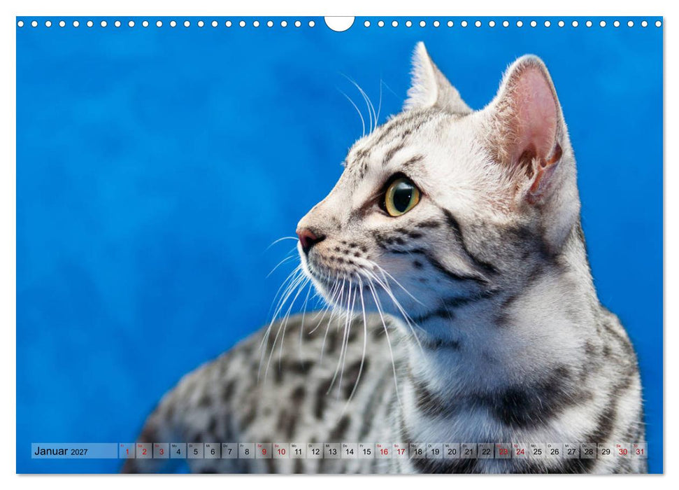 Liebe auf den ersten Katzenblick (CALVENDO Wandkalender 2027)