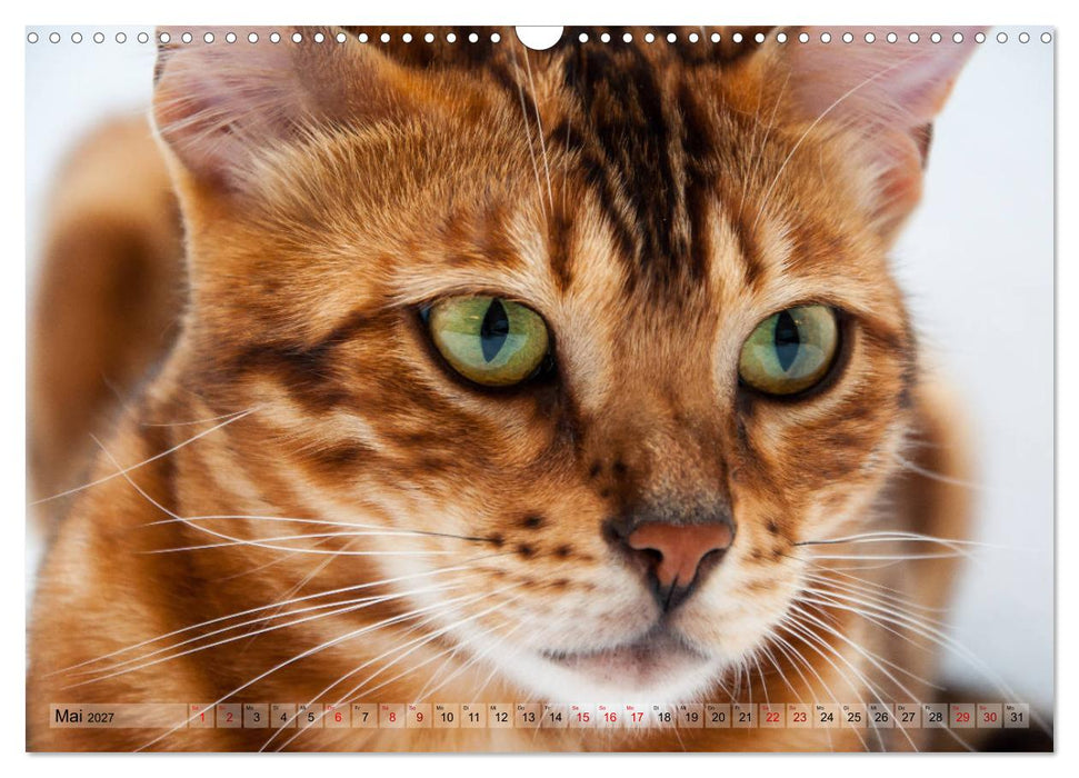 Liebe auf den ersten Katzenblick (CALVENDO Wandkalender 2027)