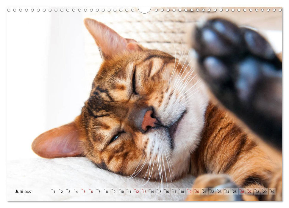Liebe auf den ersten Katzenblick (CALVENDO Wandkalender 2027)
