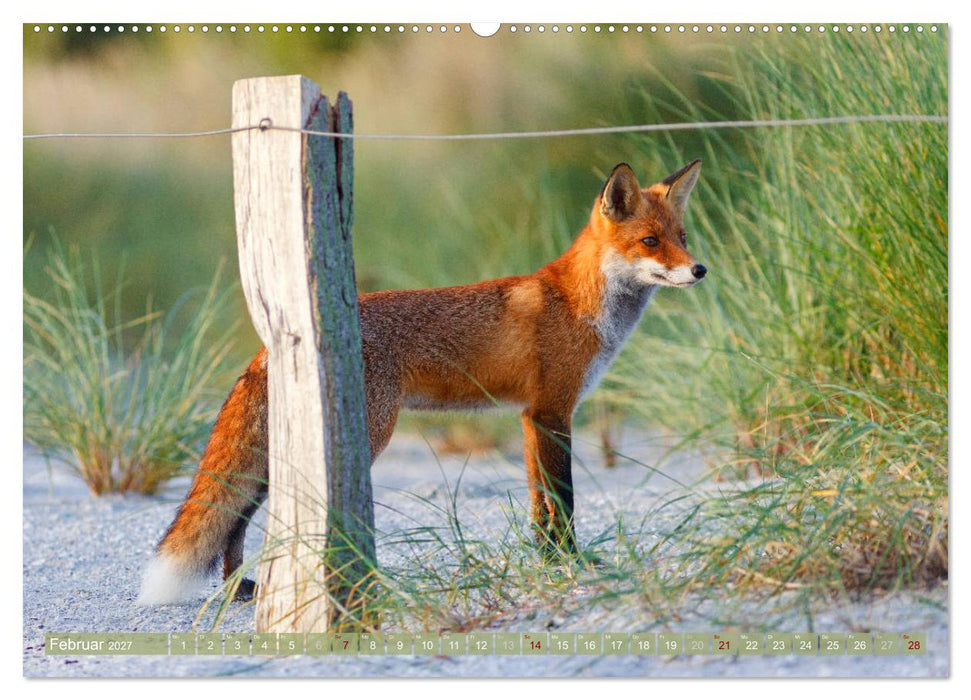 Wilder Darß - Fuchs, Hirsch und Co. 2027 (CALVENDO Wandkalender 2027)