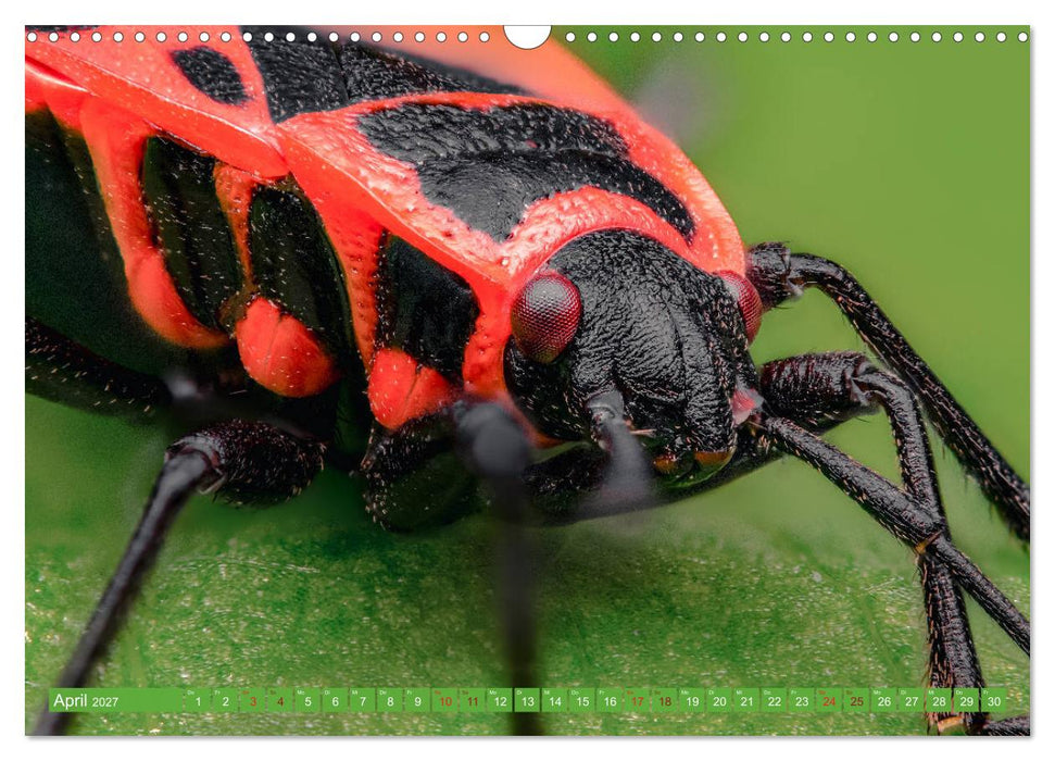 Extreme Makroaufnahmen - Insekten so nah wie nie (CALVENDO Wandkalender 2027)