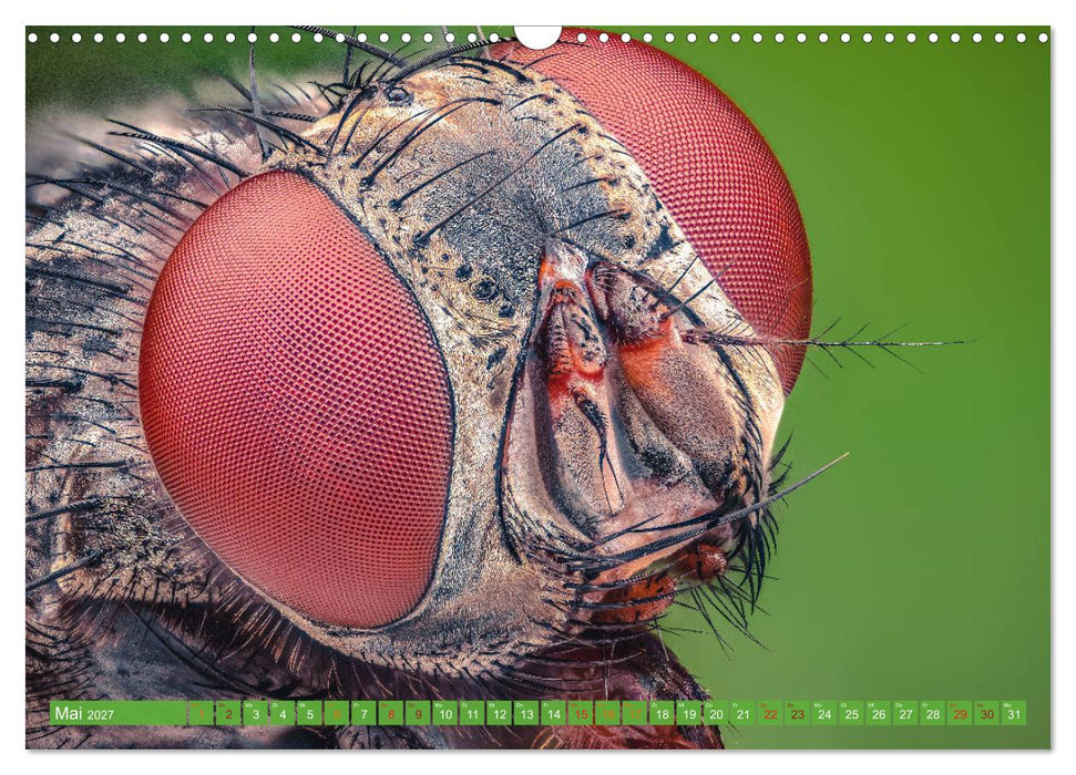 Extreme Makroaufnahmen - Insekten so nah wie nie (CALVENDO Wandkalender 2027)