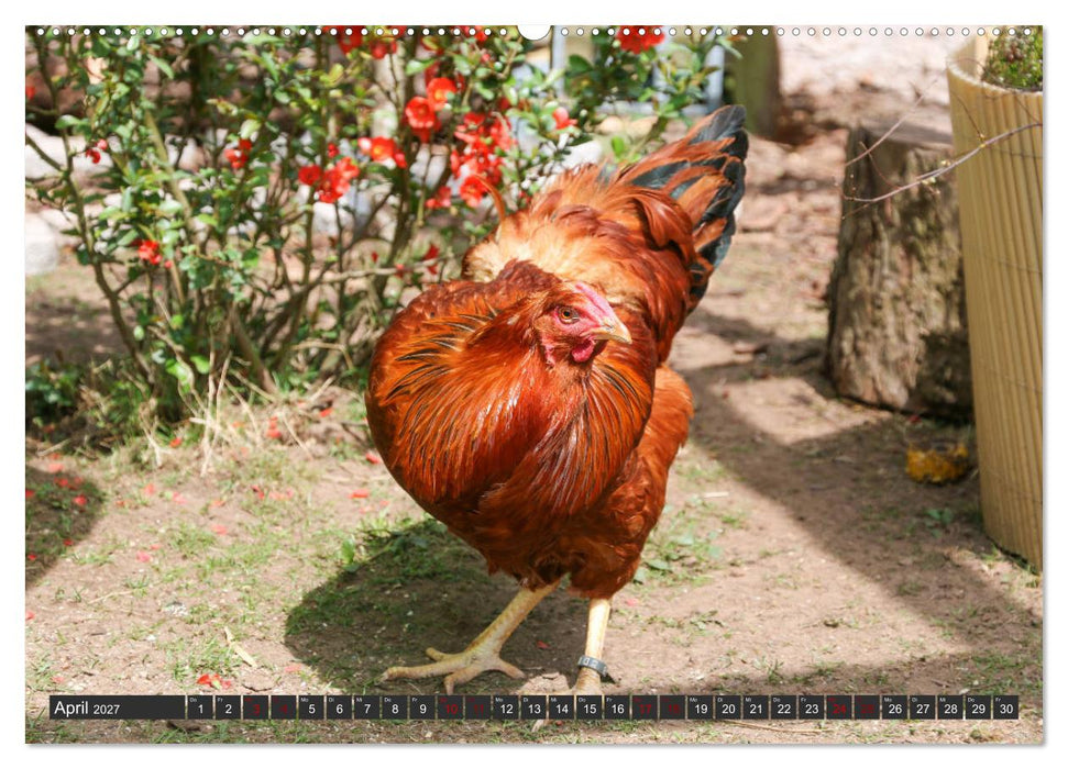Hühner im eigenen Garten (CALVENDO Premium Wandkalender 2027)