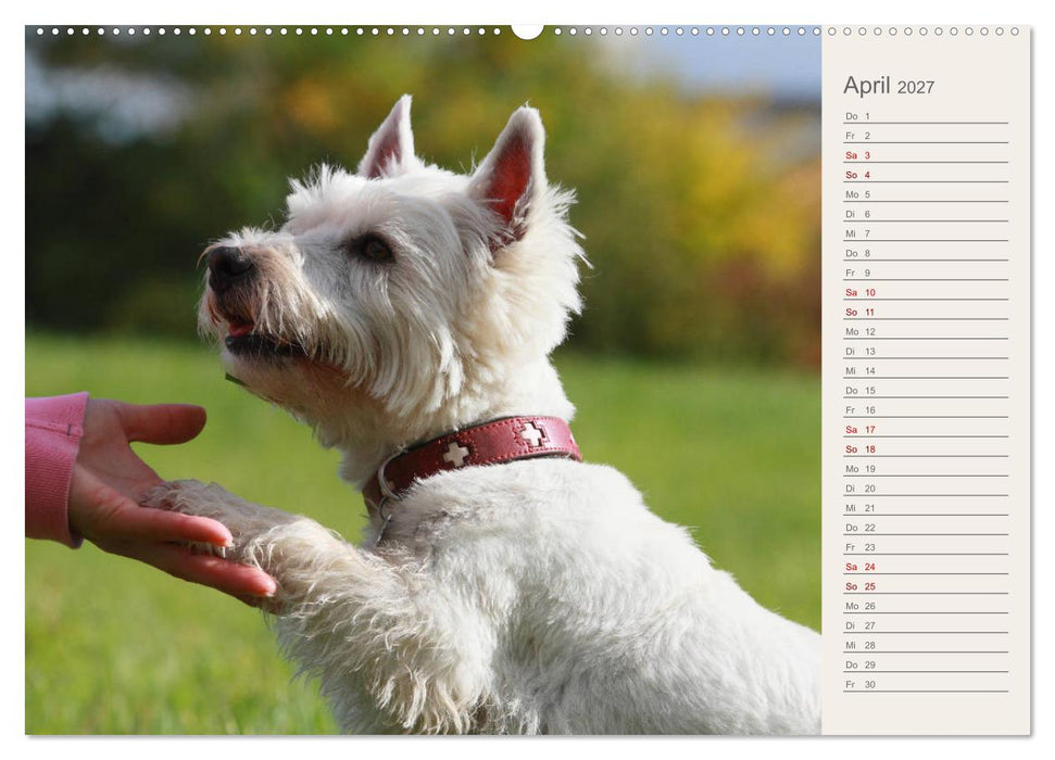 West Highland White Terrier - Selbstbewustes Powerpaket - der Westie (CALVENDO Premium Wandkalender 2027)