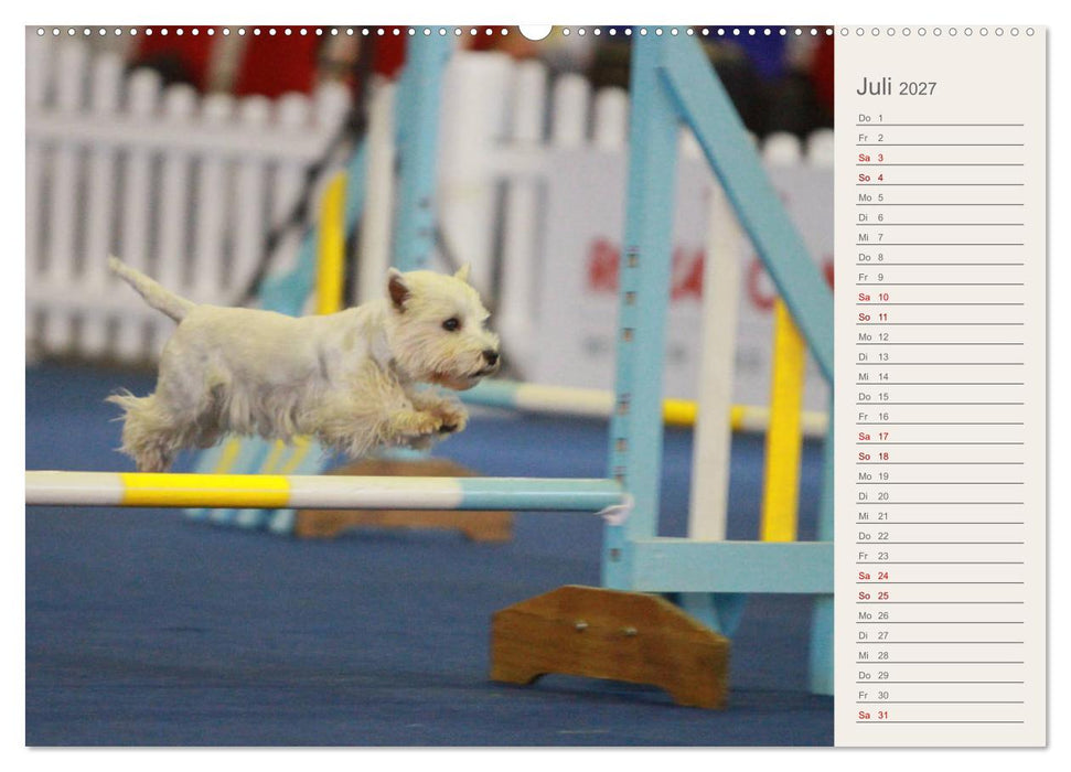 West Highland White Terrier - Selbstbewustes Powerpaket - der Westie (CALVENDO Premium Wandkalender 2027)