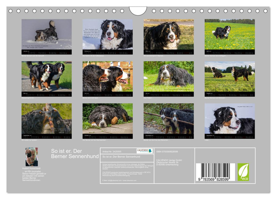 So ist er. Der Berner Sennenhund (CALVENDO Wandkalender 2027)