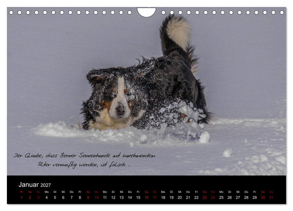 So ist er. Der Berner Sennenhund (CALVENDO Wandkalender 2027)
