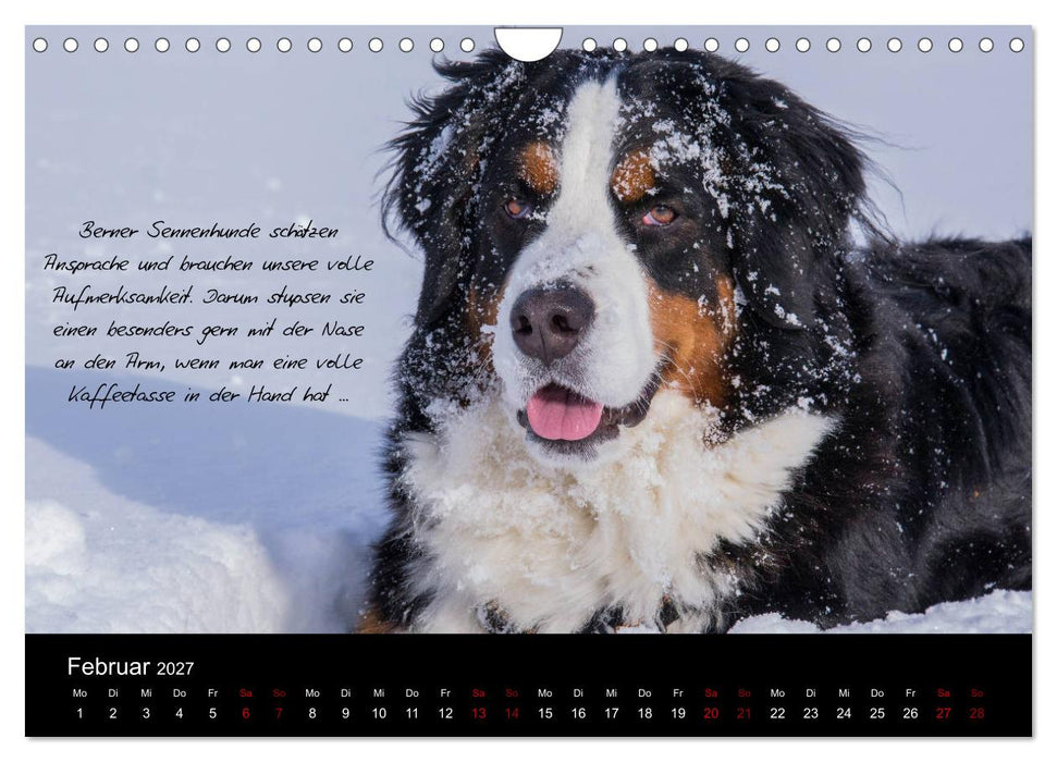 So ist er. Der Berner Sennenhund (CALVENDO Wandkalender 2027)