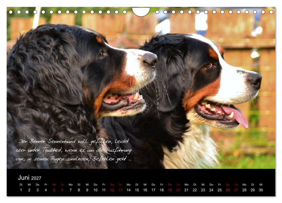 So ist er. Der Berner Sennenhund (CALVENDO Wandkalender 2027)