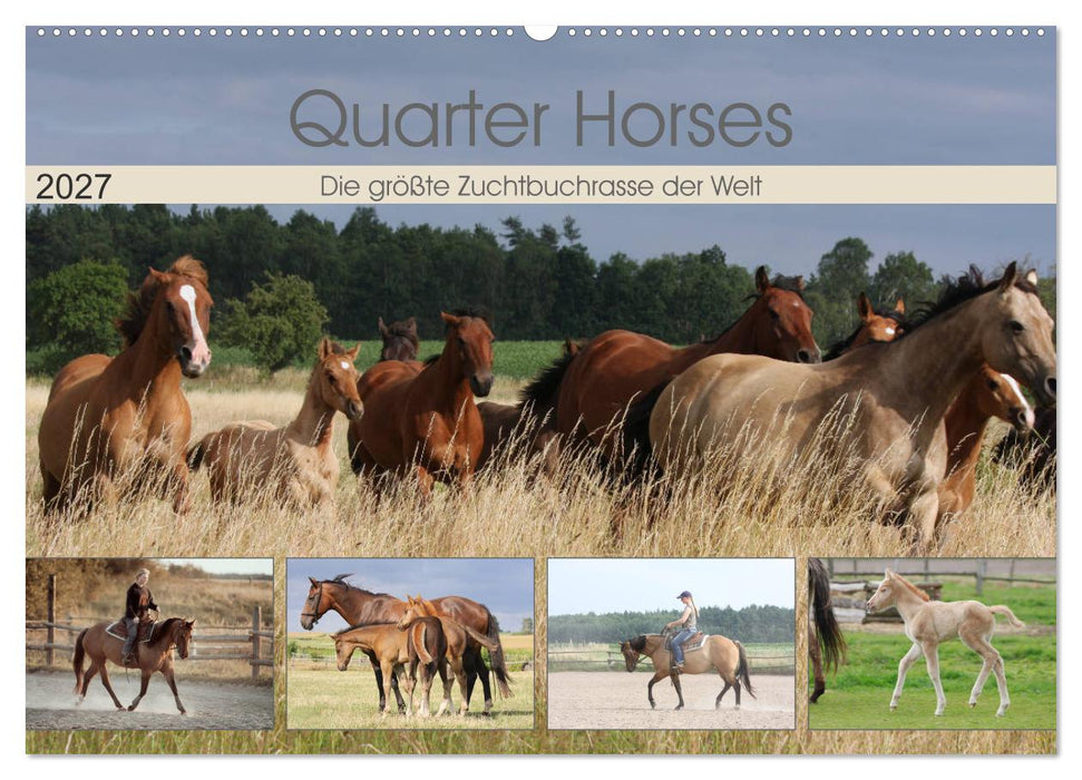 Quarter Horses - Die größte Zuchtbuchrasse der Welt (CALVENDO Wandkalender 2027)