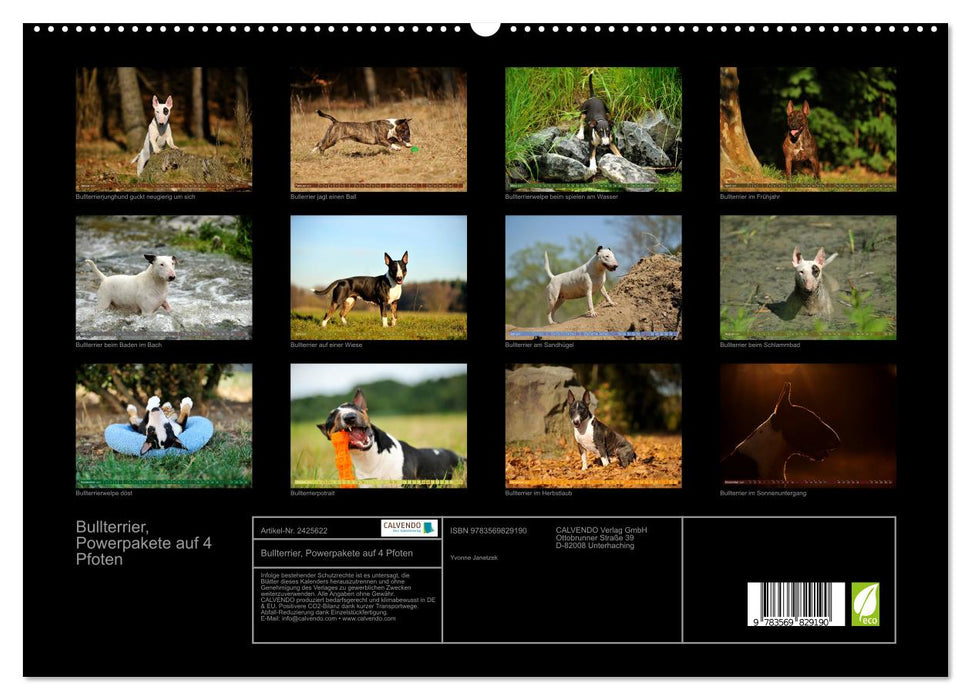 Bullterrier, Powerpakete auf 4 Pfoten (CALVENDO Premium Wandkalender 2027)