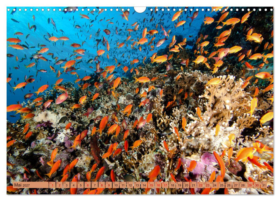 Farbenfrohes Meer (CALVENDO Wandkalender 2027)