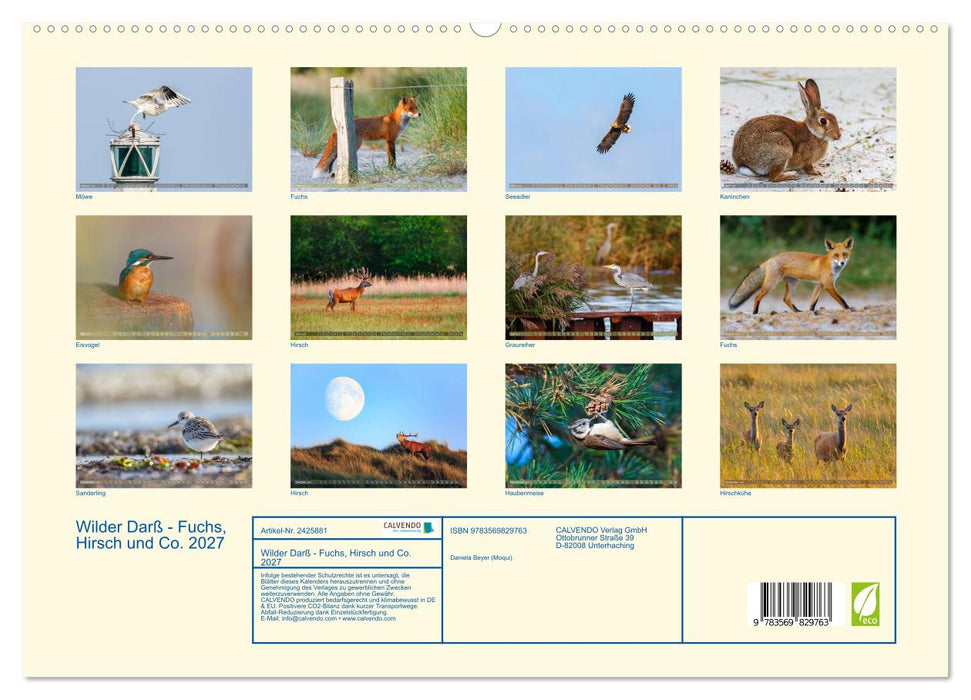 Wilder Darß - Fuchs, Hirsch und Co. 2027 (CALVENDO Premium Wandkalender 2027)