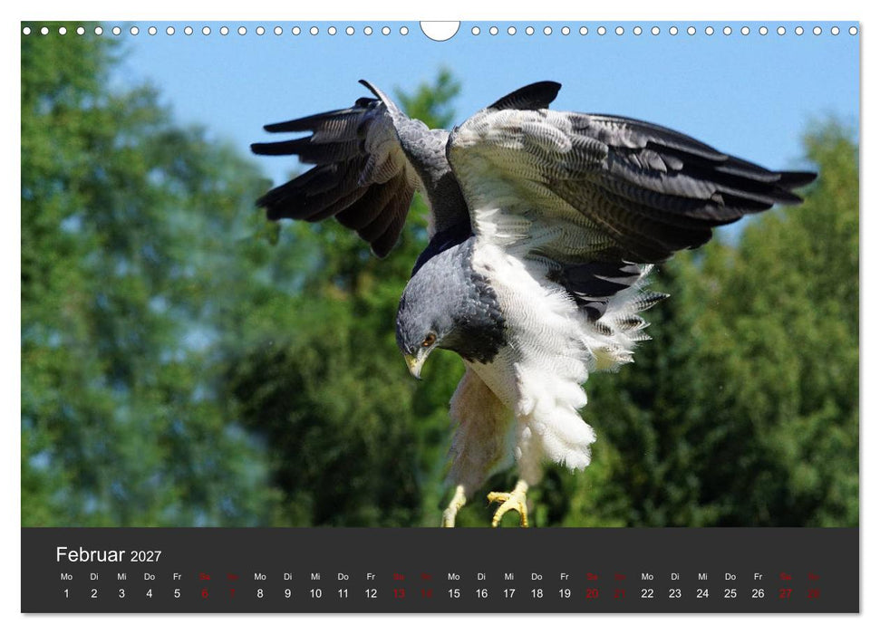 Faszination der Greifvögel und Geier (CALVENDO Wandkalender 2027)