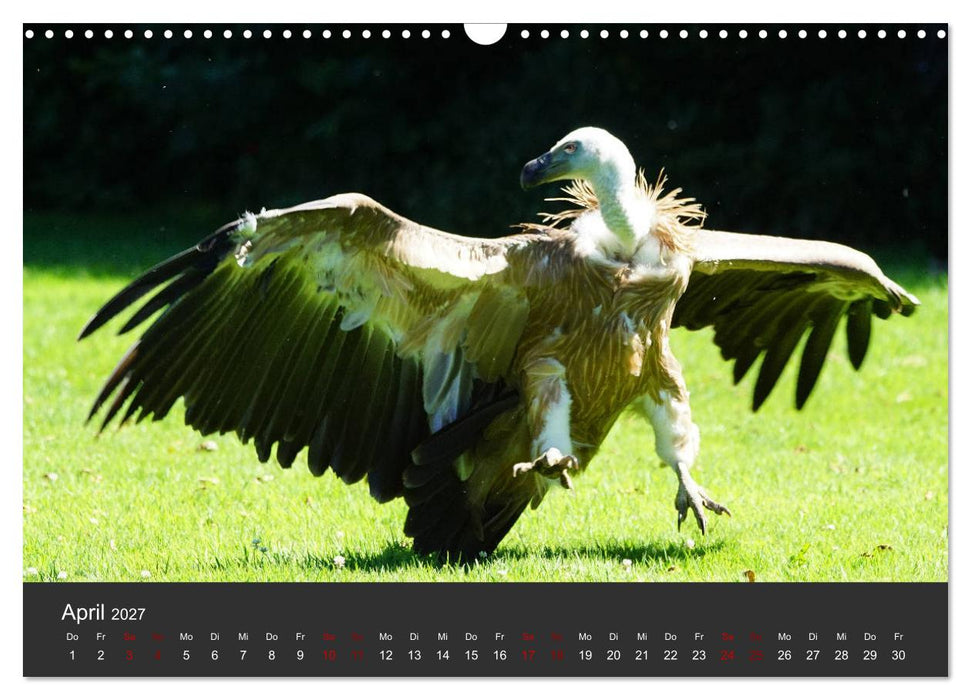 Faszination der Greifvögel und Geier (CALVENDO Wandkalender 2027)