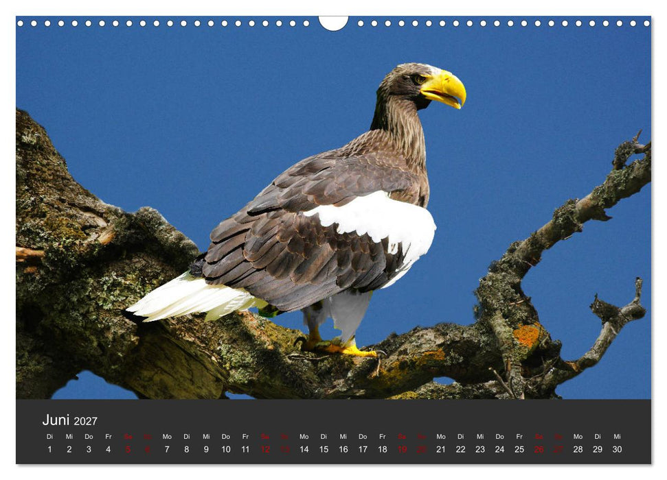 Faszination der Greifvögel und Geier (CALVENDO Wandkalender 2027)