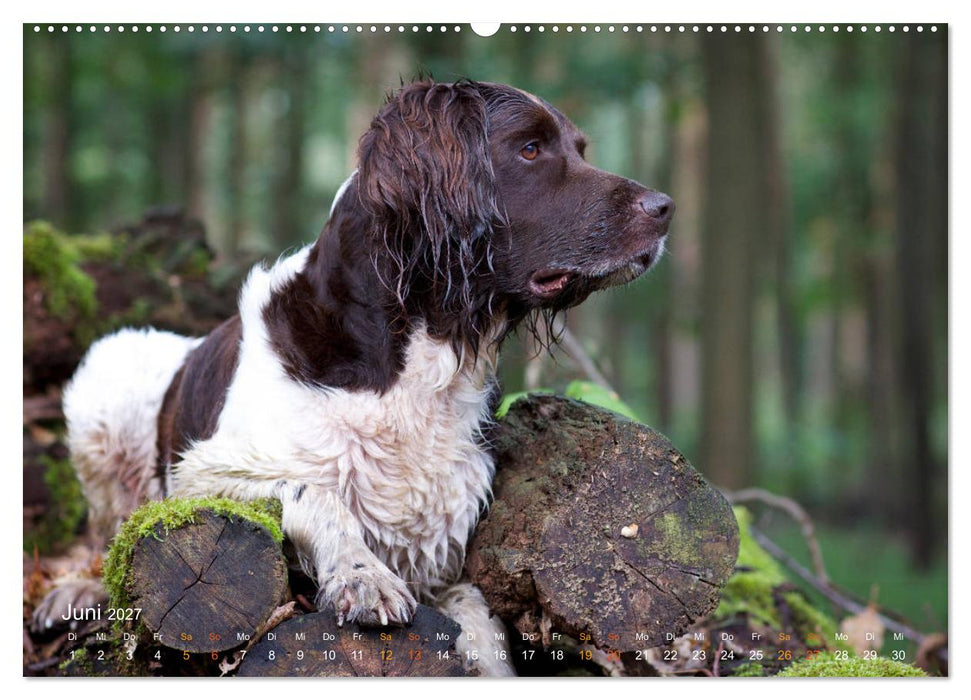Faszination Jagdhund - Kleiner Münsterländer (CALVENDO Wandkalender 2027)