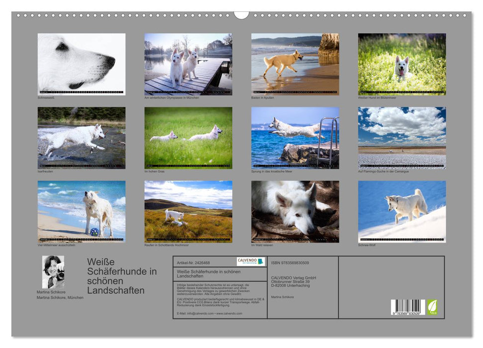 Weiße Schäferhunde in schönen Landschaften (CALVENDO Wandkalender 2027)