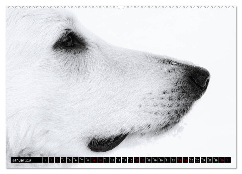 Weiße Schäferhunde in schönen Landschaften (CALVENDO Wandkalender 2027)