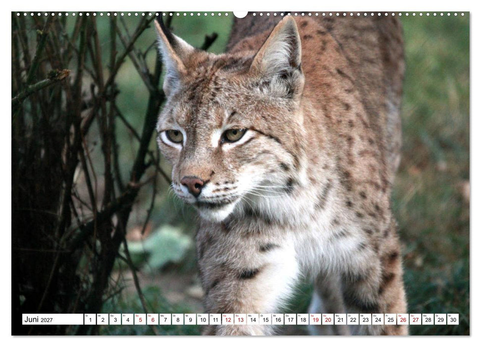 Familie Luchs - Die Jäger mit dem Pinselohr (CALVENDO Wandkalender 2027)