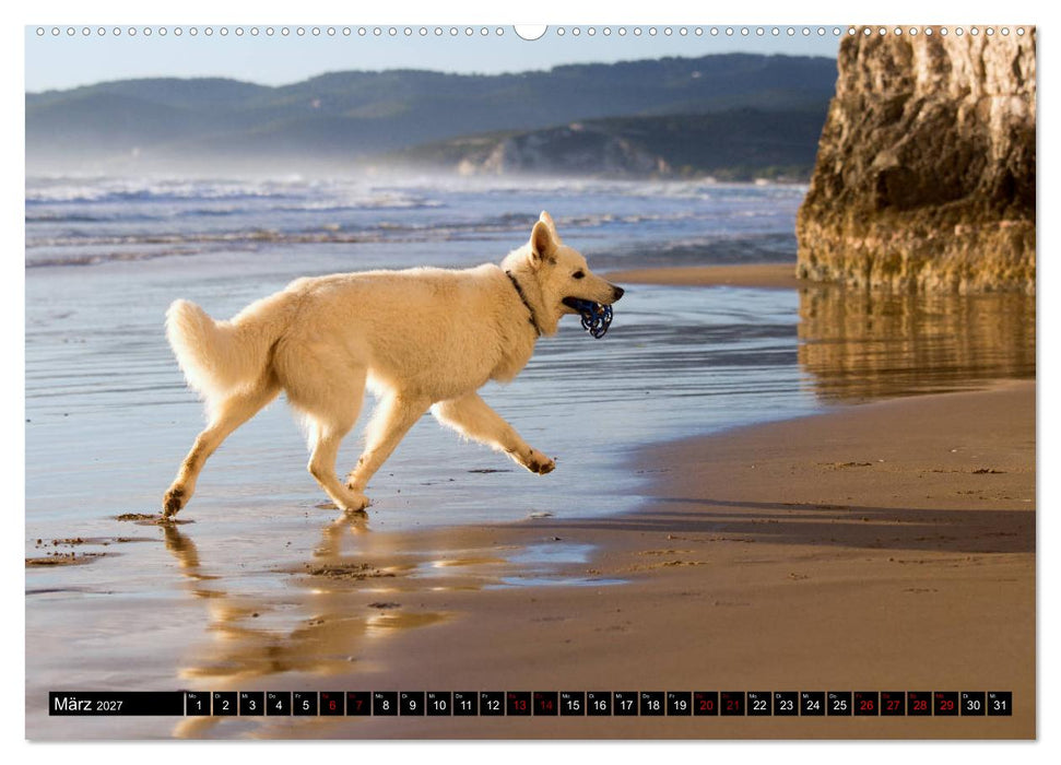 Weiße Schäferhunde in schönen Landschaften (CALVENDO Premium Wandkalender 2027)