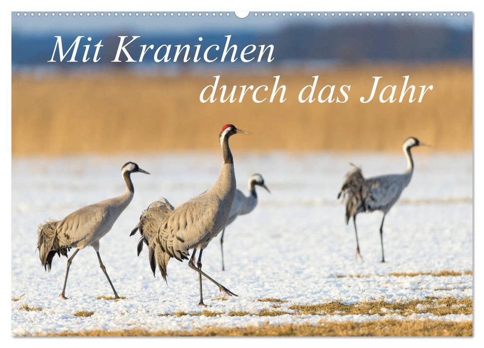 Mit Kranichen durch das Jahr (CALVENDO Wandkalender 2027)