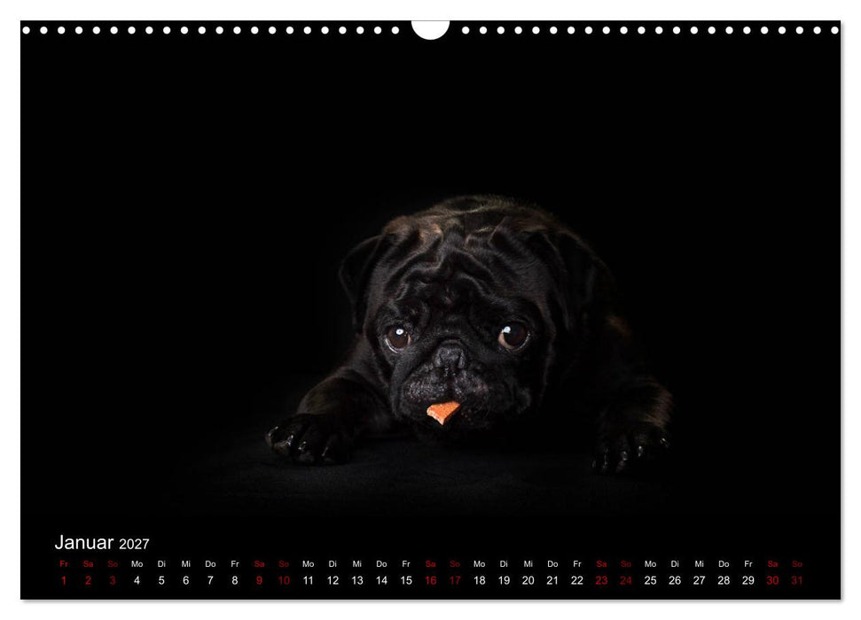 MÖPSE - tierische Momente im Fotostudio (CALVENDO Wandkalender 2027)