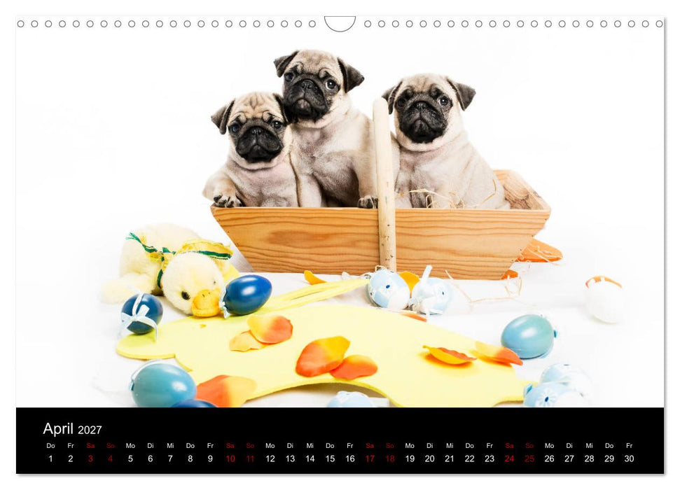 MÖPSE - tierische Momente im Fotostudio (CALVENDO Wandkalender 2027)