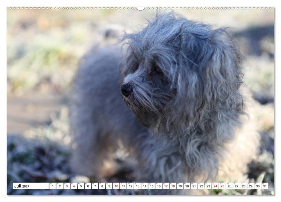 Bolonka Zwetna 2027 (CALVENDO Premium Wandkalender 2027)