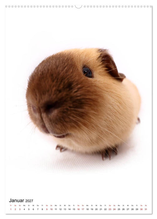 Der Fisheye Tiere Kalender (CALVENDO Wandkalender 2027)