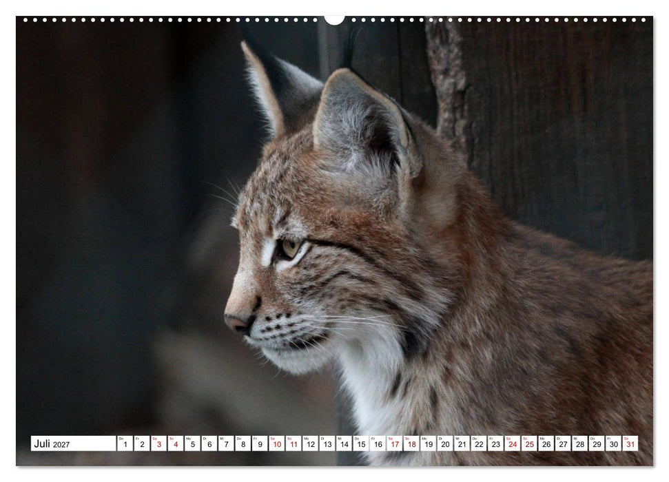 Familie Luchs - Die Jäger mit dem Pinselohr (CALVENDO Premium Wandkalender 2027)