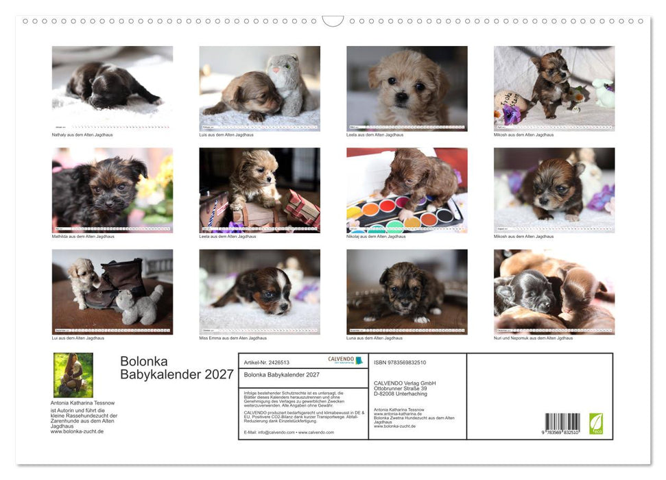 Bolonka Babykalender 2027 (CALVENDO Wandkalender 2027)