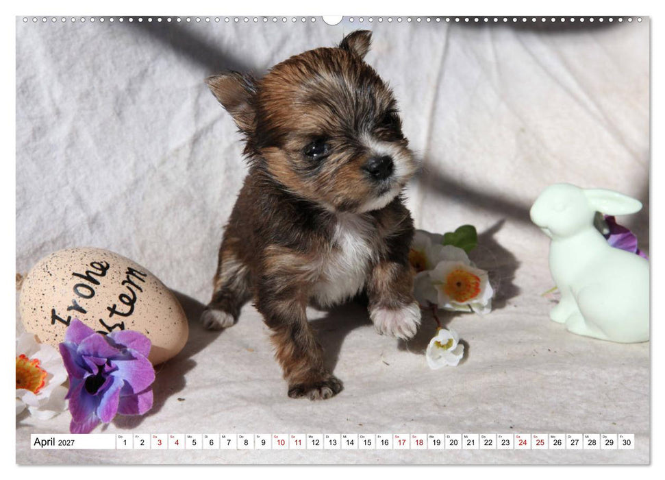Bolonka Babykalender 2027 (CALVENDO Wandkalender 2027)