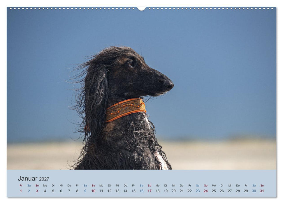 AFGHANISCHE WINDHUNDE 2027 (CALVENDO Premium Wandkalender 2027)