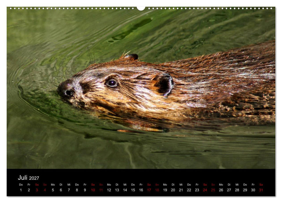 Das Leben der Biber (CALVENDO Premium Wandkalender 2027)