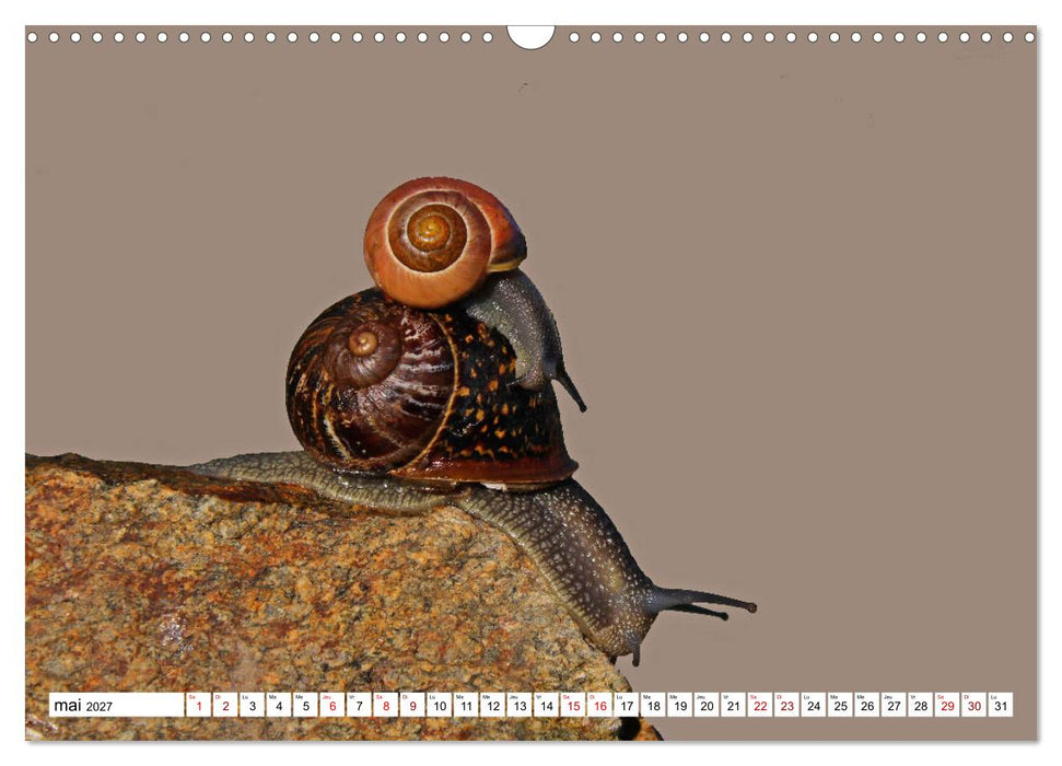 Admirons les escargots (CALVENDO Calendrier mensuel 2027)