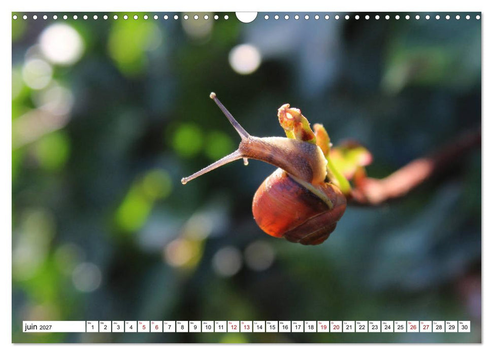 Admirons les escargots (CALVENDO Calendrier mensuel 2027)